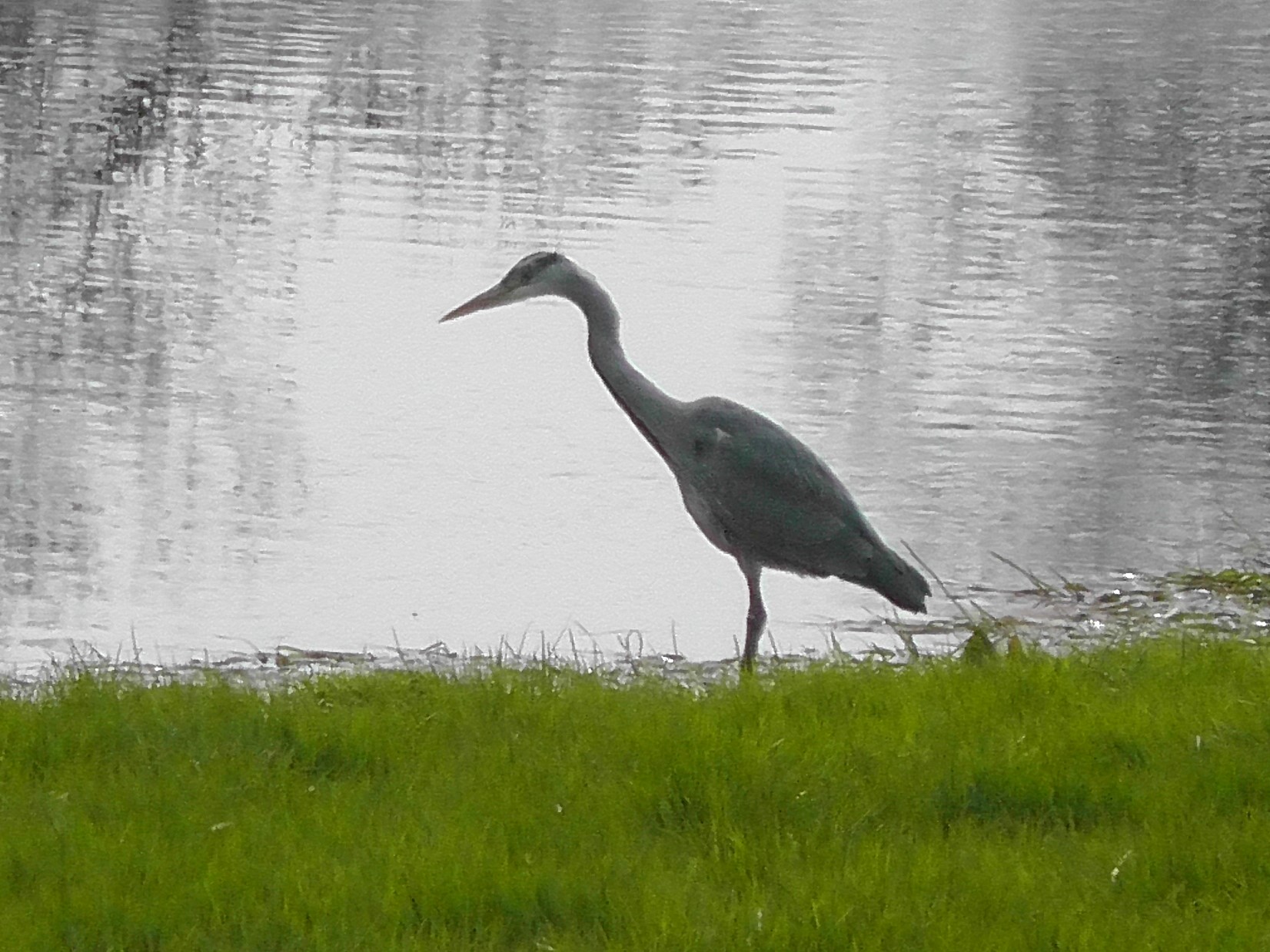 Heron fishing near Hankelow Mill, April 21st 2021